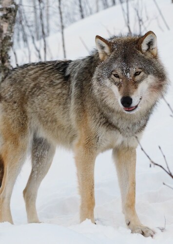 Grey Wolf