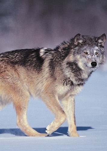 Grey wolf