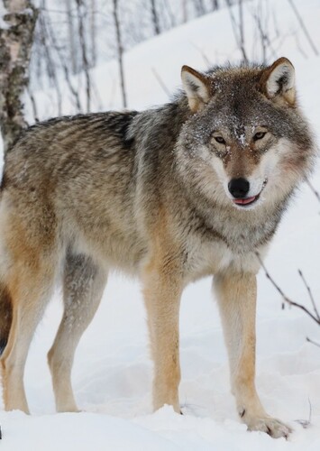 Grey Wolf