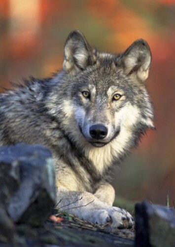 Grey Wolf