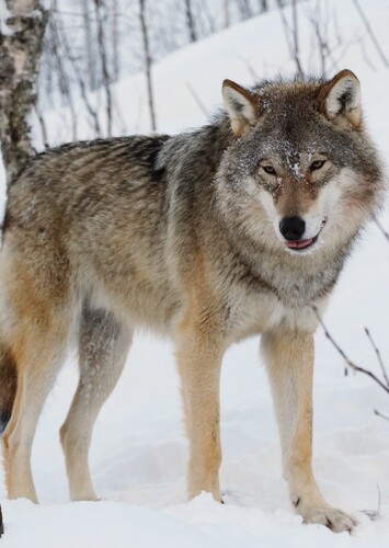 Grey Wolf