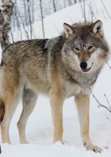 Grey Wolf