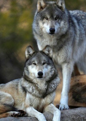 Grey Wolf