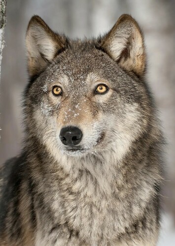 Grey Wolf