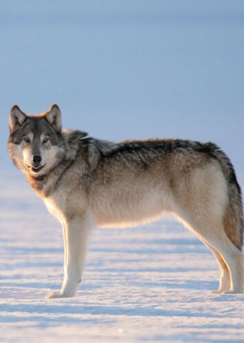 Grey Wolf