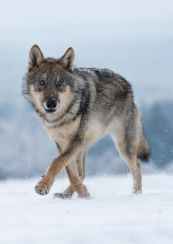 Grey Wolf