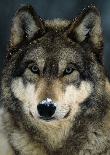 Grey Wolf