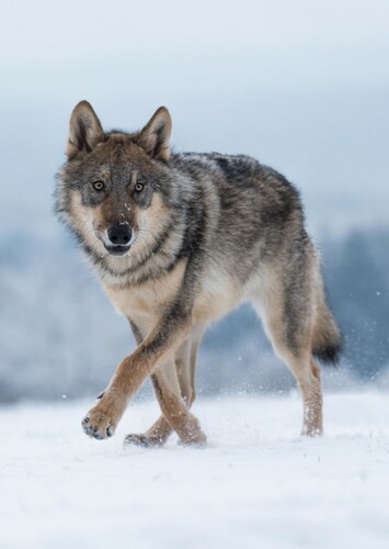 Grey Wolf