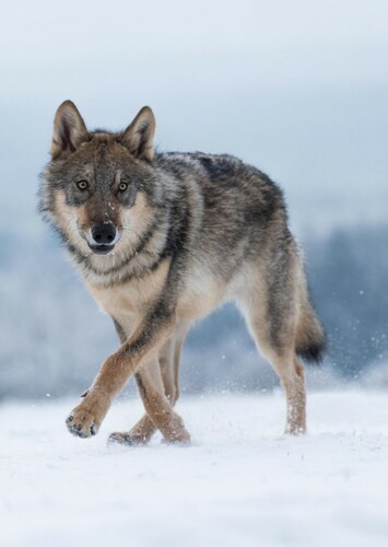 Grey Wolf
