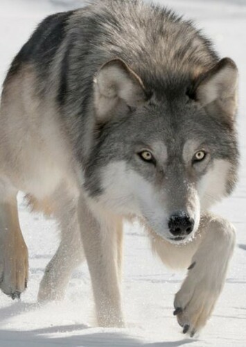 Grey Wolf