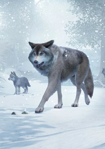 Grey Wolf