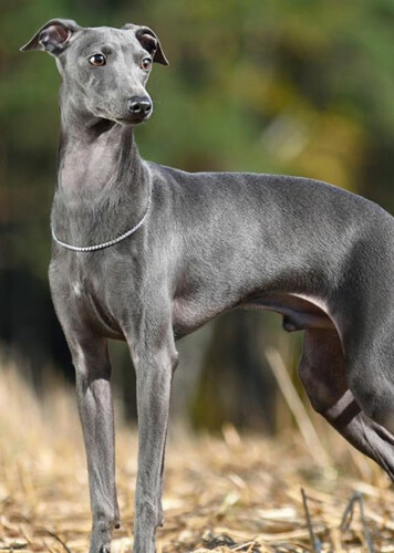Greyhound