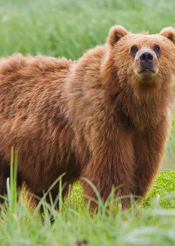 Barry The Grizzly Bear