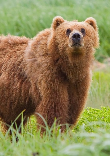 Grizzly Bear