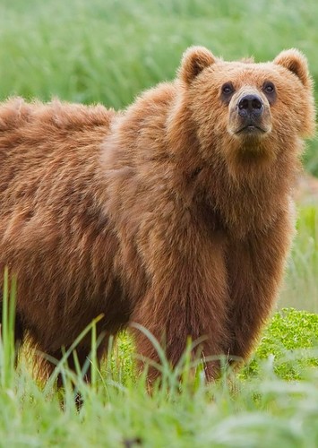 Grizzly Bear