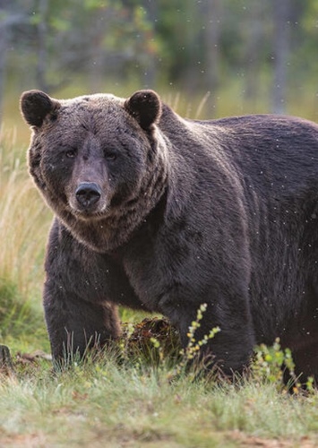 Grizzly Bear