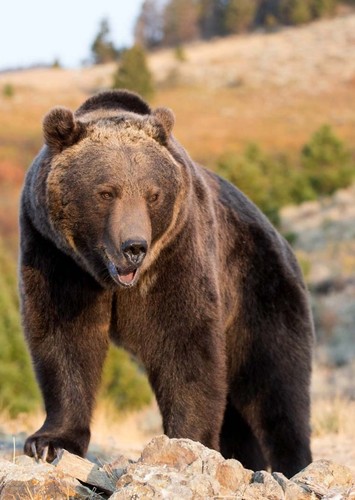 Grizzly bear