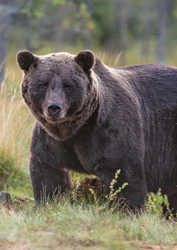 Grizzly Bear