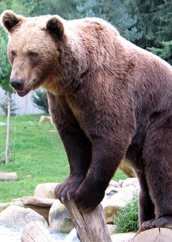 Grizzly Bear