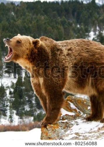 Grizzly Bear