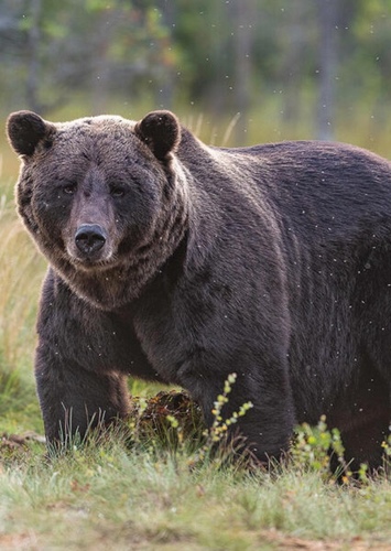 Grizzly Bear