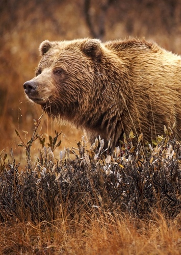 Grizzly Bear