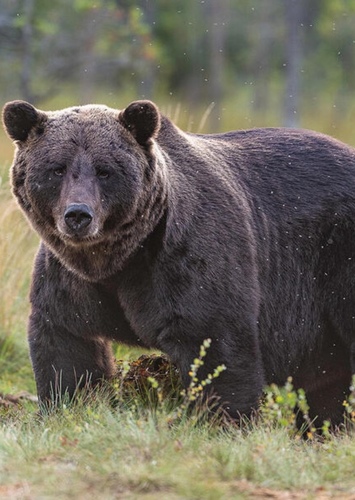 Grizzly Bear