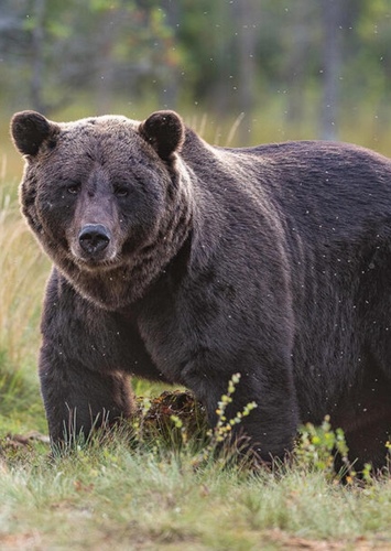 Grizzly Bear