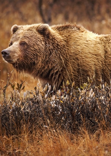 Grizzly Bear