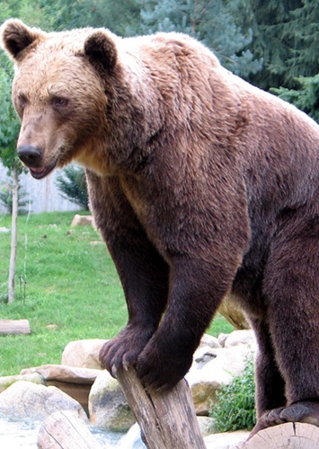 Grizzly Bear