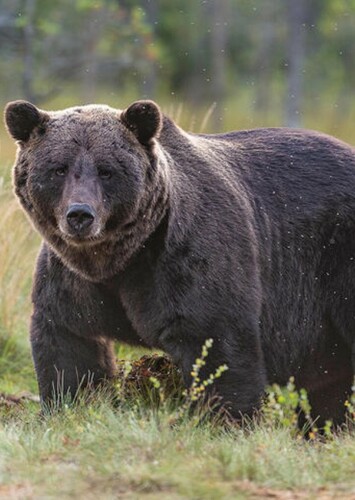 Grizzly Bear