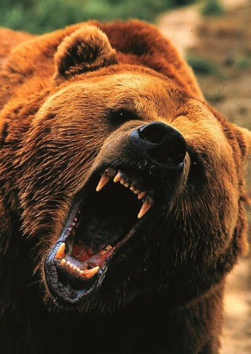 Grizzly Bear
