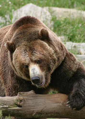 Grizzly Bear