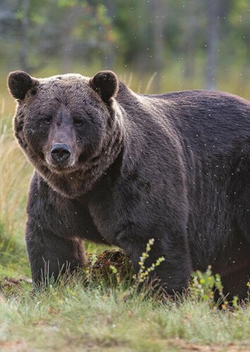 Grizzly Bear