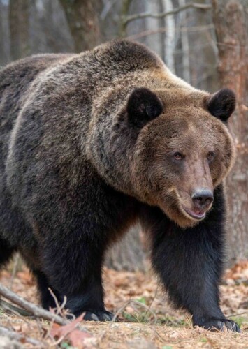 Grizzly bear