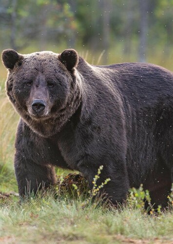 Grizzly Bear