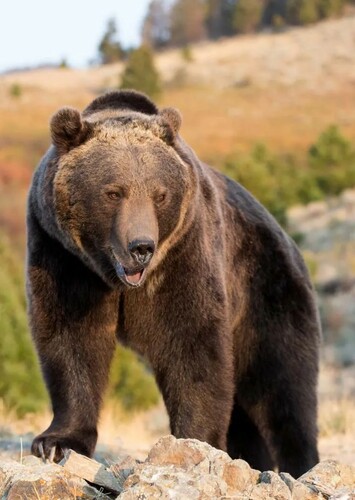 Grizzly Bear