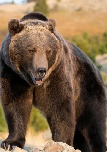 Grizzly Bear