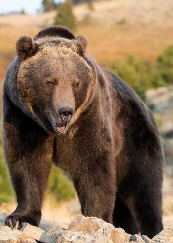 Grizzly Bear
