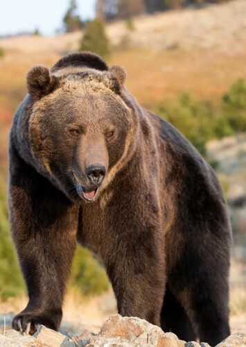 Grizzly Bear