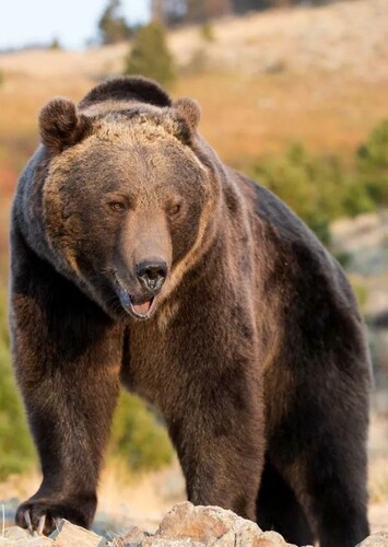 Grizzly Bear