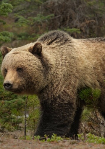 Grizzly Bear