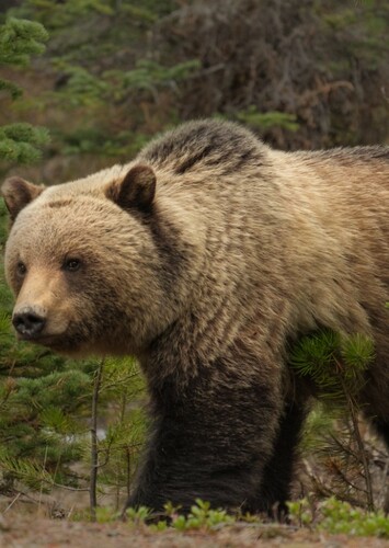 Grizzly Bear