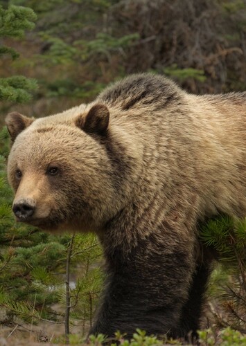 Grizzly Bear