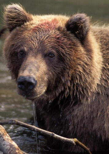 Grizzly Bear