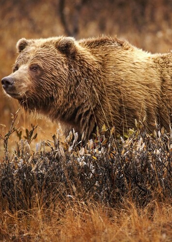 Grizzly Bear
