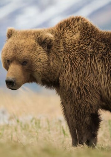 Grizzly Bear