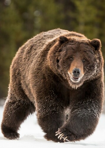 Grizzly Bear