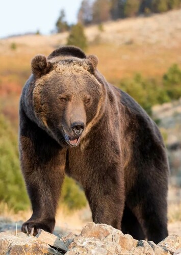 Grizzly Bear