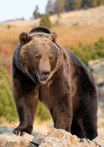 Grizzly Bear